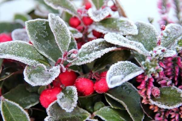 Как да подготвим саксийните растения за студените зимни дни